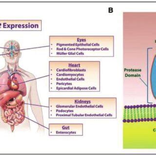 Location of various organs that contain ACE2 receptors with their ...