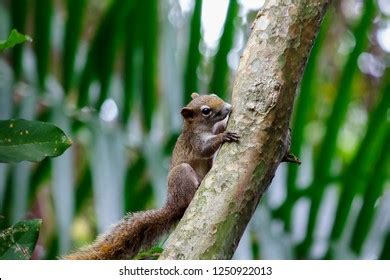 Squirrels Climbing Trees Stock Photo 1250922013 | Shutterstock