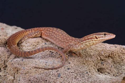 Red Ackie Monitor Pictures - AZ Animals