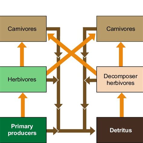 3 Generalised grazing and detrital food chains. Orange arrows linking ...