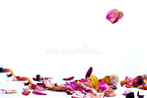 Rose Petals on a White Background Stock Image - Image of petals, poster ...