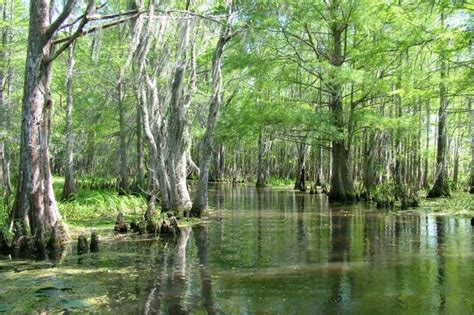 Honey Island Swamp Small Boat Tour with Transfer - New Orleans ...