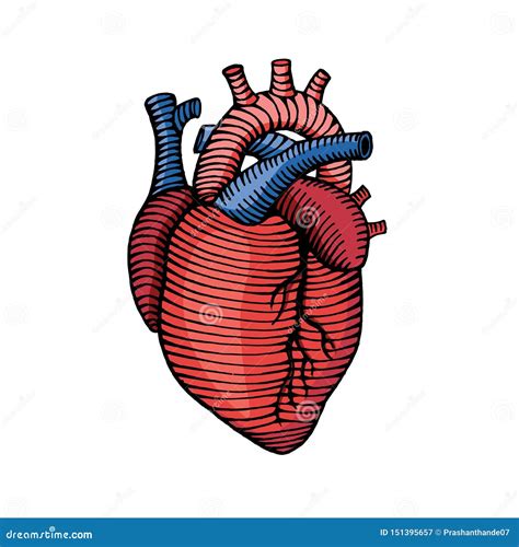 Human Heart Drawings With Color