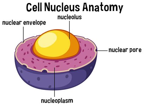 Cell Nucleus Diagram Labeled Nucleus Cell Isolated Endoplasm