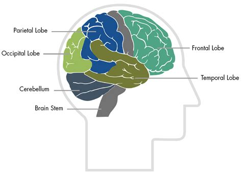 Functions Of The Brain