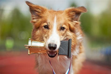 Smartest Dog Breeds — 18 Most Intelligent Dogs, Ranked