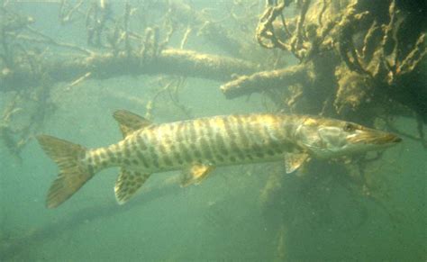 Muskie Fish: Biology, Habitat - FishOnTips