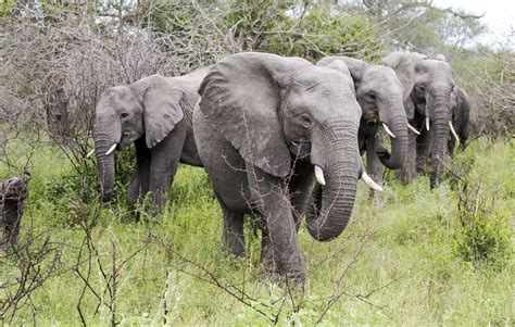 Elephant herd | Elephant, Herding, Animals