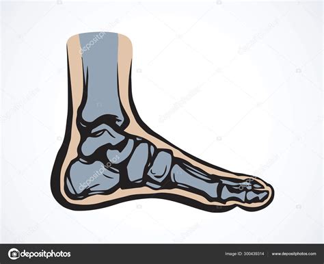 Bones of the foot. Vector drawing Stock Vector Image by ©Marinka #300439314