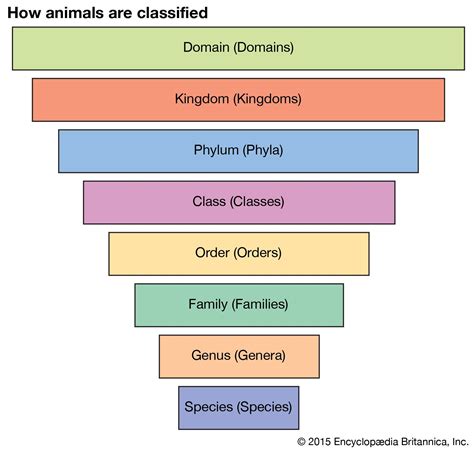 Genus | Definition & Examples | Britannica