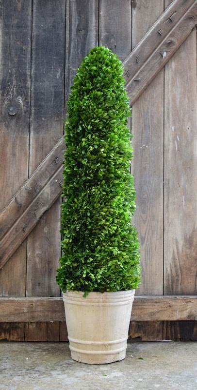 Preserved Boxwood Spiral Topiary - 43" | Home Decorative Accents – HOME ...