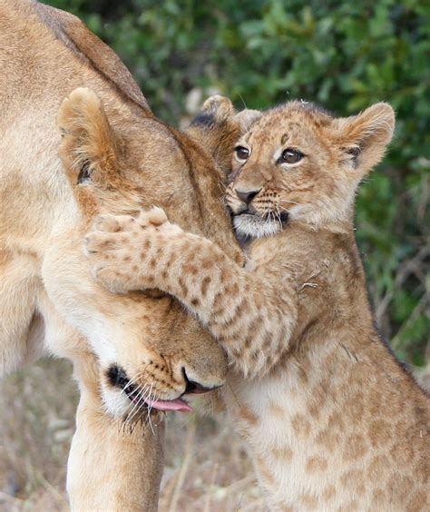 Lion Hug by Denzil Mackrory - Photo 70664315 / 500px