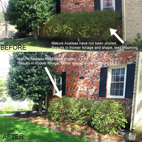 Trimming your shrubs - Premium Lawn & Landscape