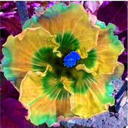 Hibiscus Flower Seeds 100 OutletTrends.com Free Shipping Up to 70% OFF