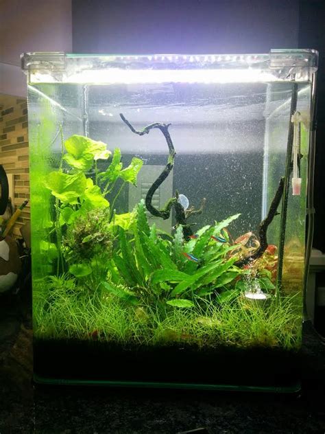 My 8 Gallon Shrimp Habitat - The planted tank - AlbertaAquatica