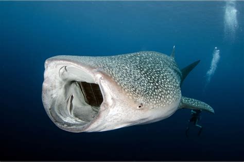 What Are Whale Shark Predators? - Shark Diving Unlimited