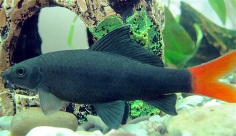 13 Best African Cichlid Tank Mates With Pictures | Aqua Movement