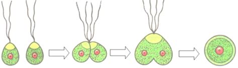 (a) State the type of gametes shown in the diagram above. (b) Identify ...