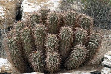 Mojave Desert Succulents