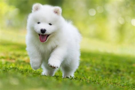 Giant Samoyed Puppies