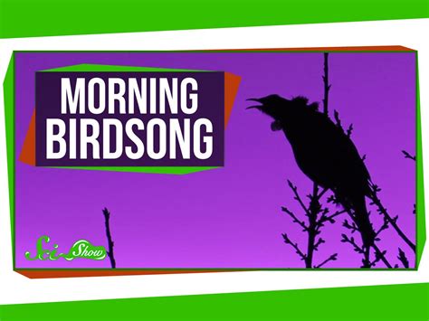 Why Do Birds Sing in the Morning? | ERA Observer