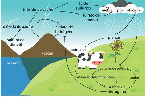 cristinaURBINA : CICLO DEL AZUFRE - 4 de mayo