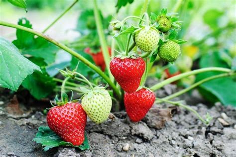 Organic Strawberry Plants – Strawberry Plants