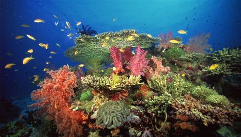 Trophic Levels of Coral Reefs | Coral reef, Coral reef food web ...