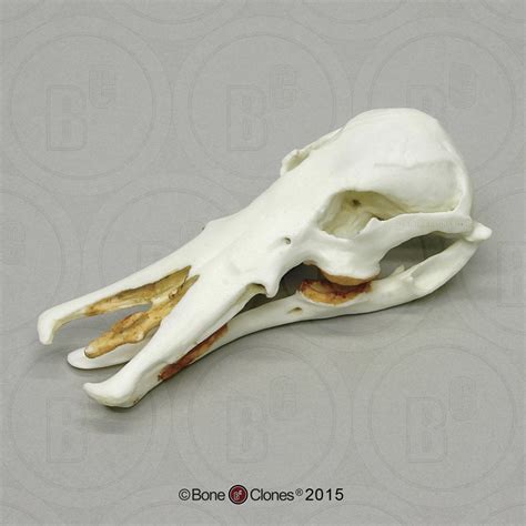 Platypus Skull : pics