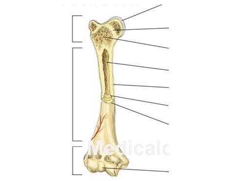 Long bone Diagram | Quizlet