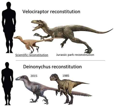 Velociraptor Size Comparison Jurassic Park