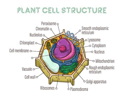 Typical Plant Cell Structure