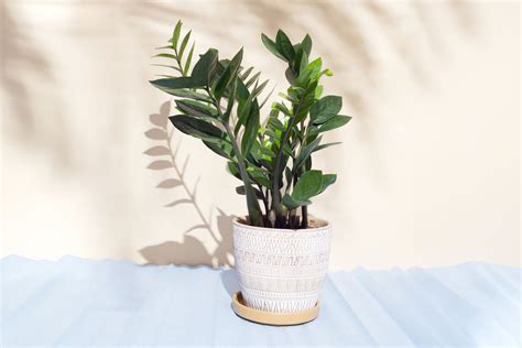 How To Care for a ZZ Plant, According to Plant Pros