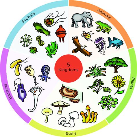 5 Kingdoms of Living Things | With Examples | - Science4Fun