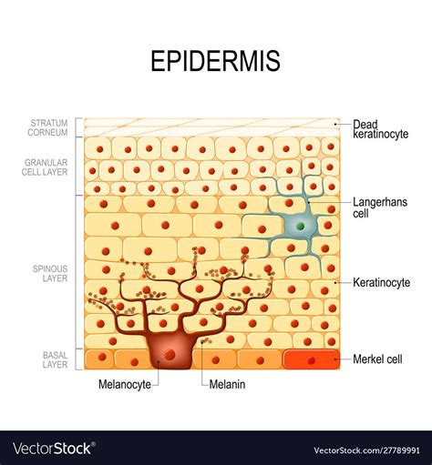 What is the epidermis epidermis structure and function – Artofit