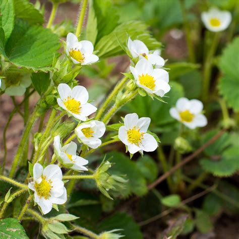 Growing Strawberry Plants Commercially (Guide & Info)