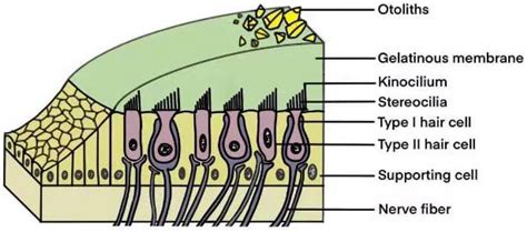 Structure of the macula. The macula is composed of the otolithic ...