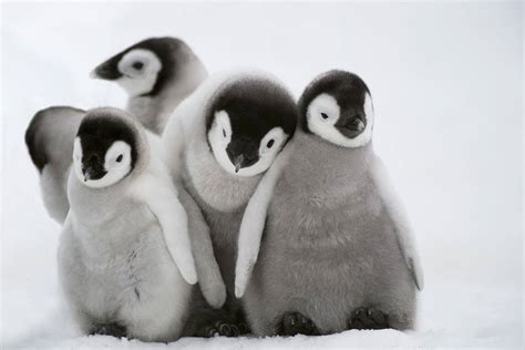 [100+] Baby Penguin Wallpapers | Wallpapers.com