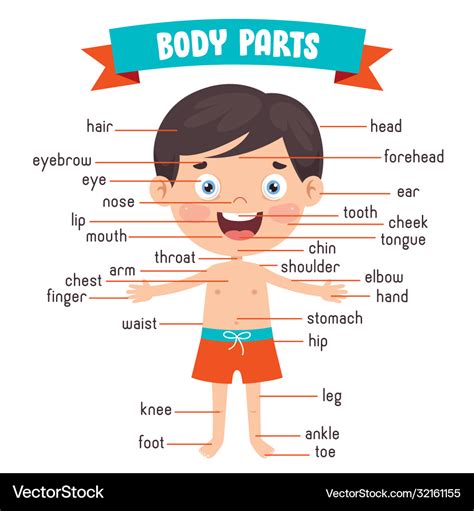 Human Body Parts Names In English With Pictures 7esl Images