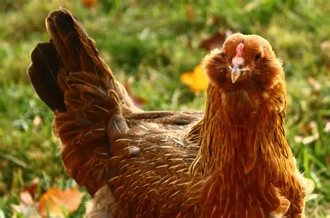 Ameraucana Chicken Breed - Eggs, Colors, Facts & More