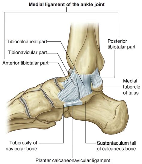 Medial Lateral Ligaments | Hot Sex Picture