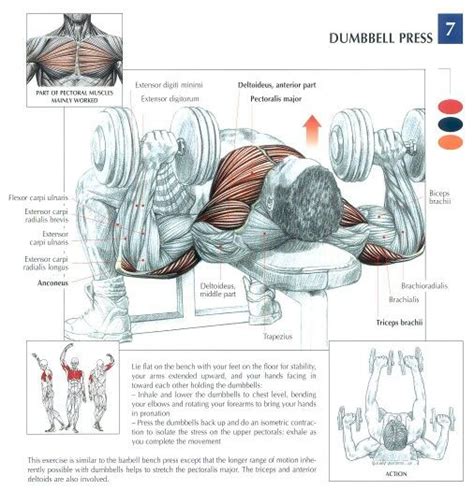 Bench Press Muscles Worked