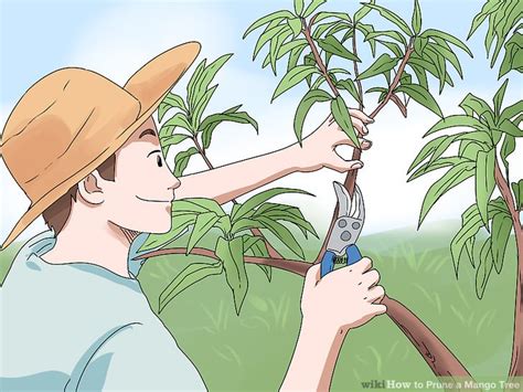 3 Ways to Prune a Mango Tree - wikiHow