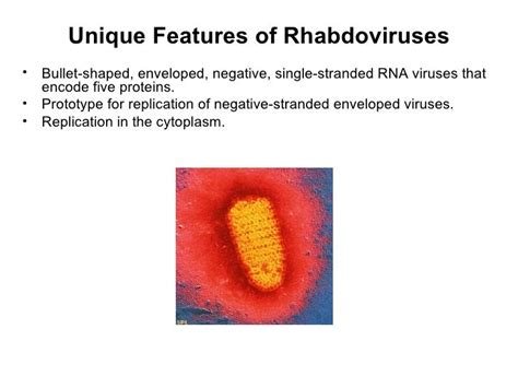 Family rhabdoviridae