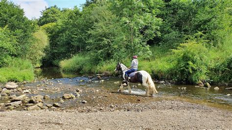 Water Horse - Free photo on Pixabay - Pixabay