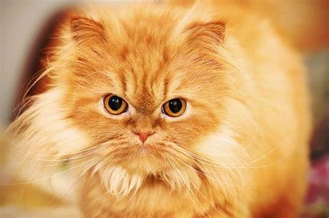 Persian Cat Breed Profile | Cat-World