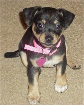 Jack Chi (Jack Russell Terrier x Chihuahua Mix) Info, Temperament, Pictures