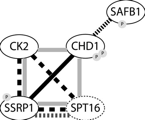 Schematic representation of the interplay between histone chaperones ...