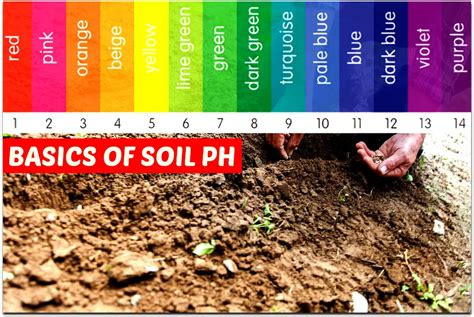 What Is Soil Ph? Why The PH Of Your Soil Is So Important For Your Gardening