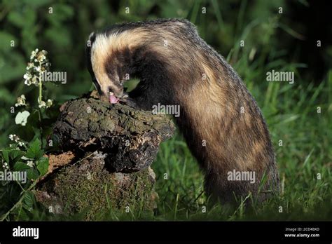 The European badger, also known as the Eurasian badger, is a badger ...